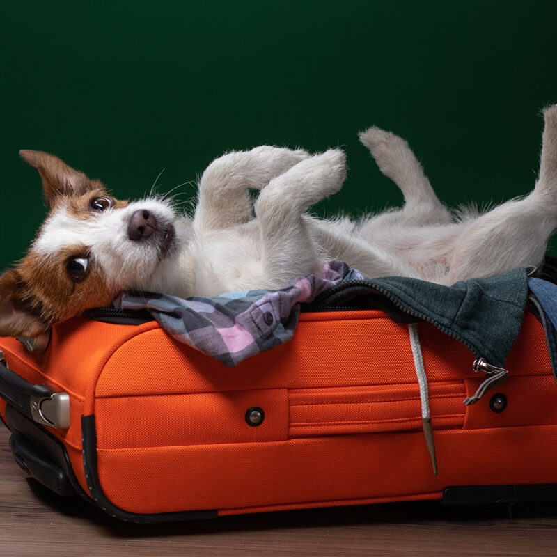 A cute dog lying upside down in a suitcase